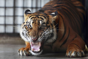 tiger in cage