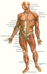 muscles_human_body_front1